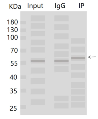 8bb9d9b4435606a1ef65b309964613d7_1719976955214076.png